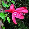 Flor de la Cascada (Waterfall Plant) - native